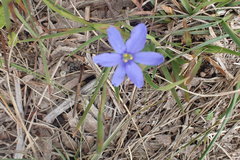 Aristea pusilla
