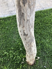 Terminalia tetraphylla