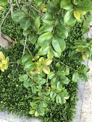 Terminalia tetraphylla