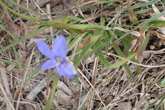 Aristea pusilla