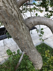 Terminalia tetraphylla