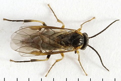 Pristiphora abietina