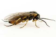 Pristiphora abietina