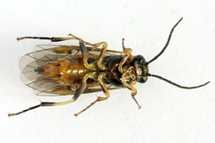 Pristiphora abietina