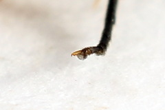 Pristiphora abietina