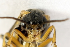 Pristiphora abietina