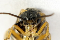 Pristiphora abietina