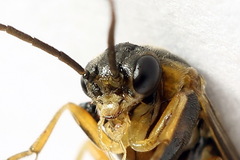 Pristiphora abietina