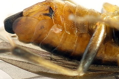 Pristiphora abietina