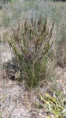 Gnidia spicata