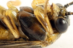 Pristiphora abietina