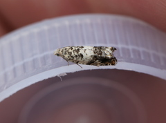 Epinotia subocellana