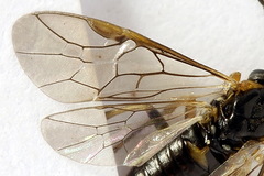 Pristiphora abietina