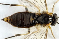 Pristiphora abietina