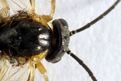 Pristiphora abietina