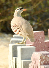 Ammoperdix griseogularis