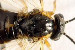 Pristiphora abietina