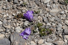 Campanula alpestris