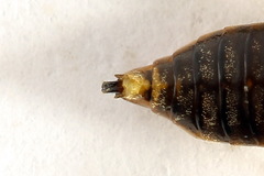 Pristiphora abietina