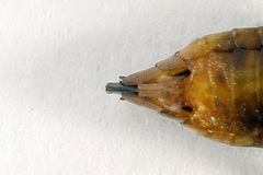 Pristiphora abietina