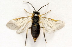 Pristiphora abietina