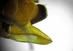 Pristiphora abietina