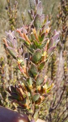 Gnidia spicata
