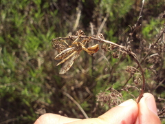 Paramantispa decorata