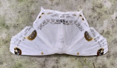 Sericoptera
