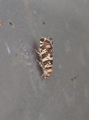 Epinotia tedella