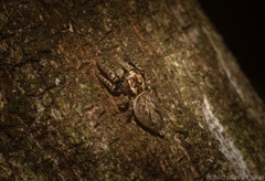 Paraphilaeus daemeli