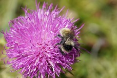 Bombus mesomelas