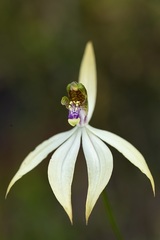 Praecoxanthus aphyllus