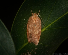Garrha atoecha