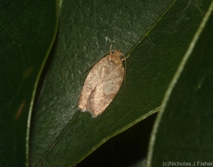 Garrha atoecha