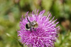Bombus mesomelas