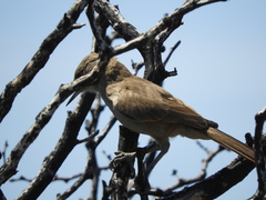 Pseudoseisura gutturalis
