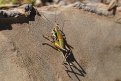 Anonconotus occidentalis