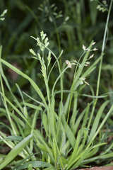 Poa annua