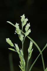 Poa annua