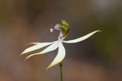 Praecoxanthus aphyllus