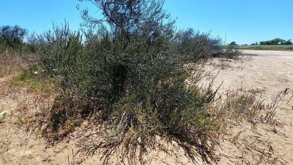 Cliffortia ericifolia; photograph (c) Jacques van der Merwe, some rights reserved (CC BY-SA)