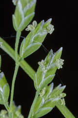 Poa annua