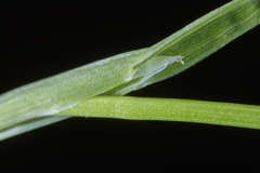 Poa annua