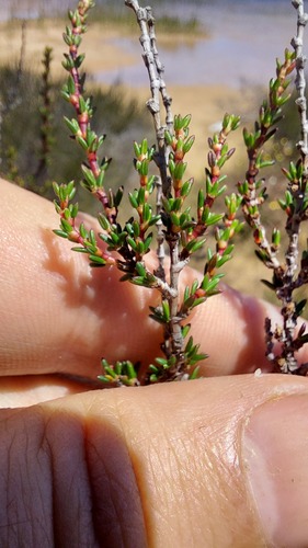 Marsh Caperose (Cliffortia ericifolia)