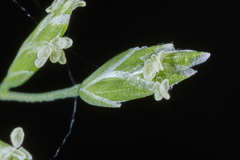 Poa annua