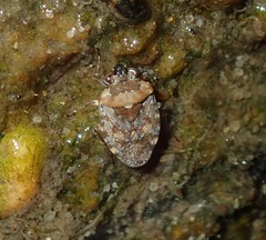 Ochteridae
