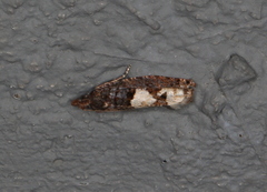Epinotia trigonella