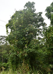 Clerodendrum tracyanum