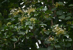 Clerodendrum tracyanum